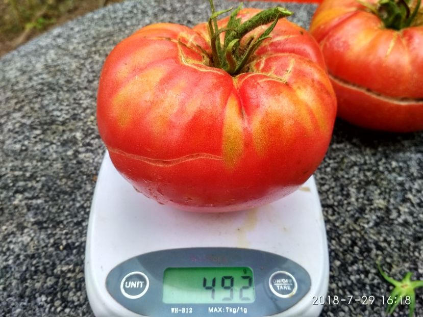 CHINESE GIANT (109) - CHINESE GIANT-2018