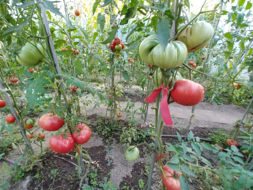 CHINESE GIANT 05.08  (1) - CHINESE GIANT-2018