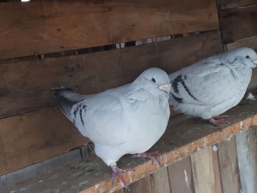 19 - 2 Masculi pentru 2019