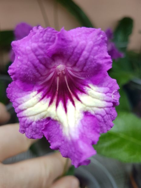 11-2 - Streptocarpus din semințe