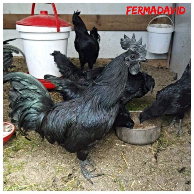  - Oua Ayam Cemani pentru incubatie