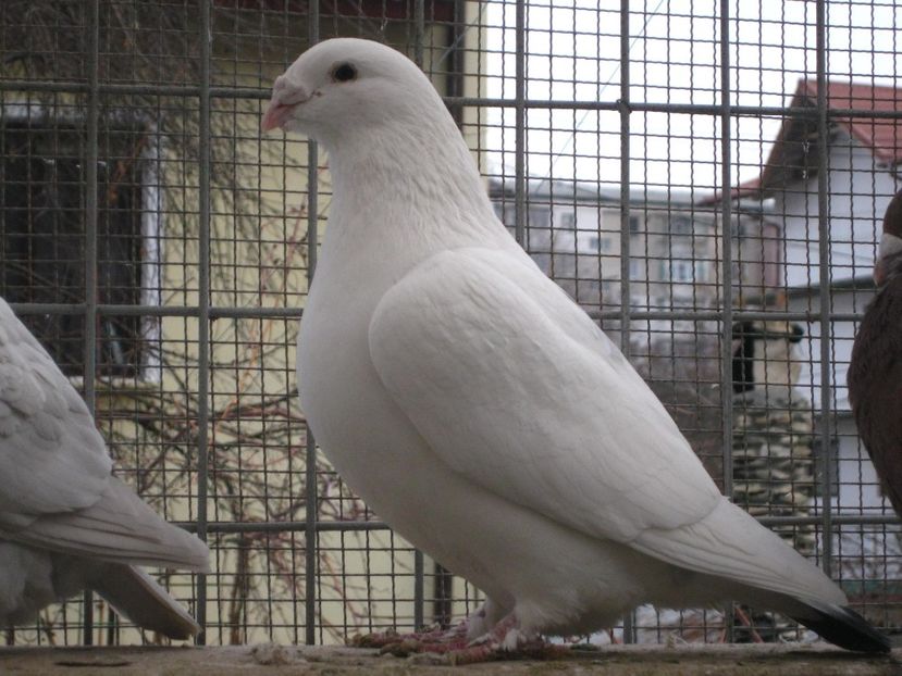  - VOIAJORI STANDARD VINDUTI