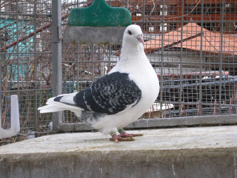  - VOIAJORI STANDARD VINDUTI