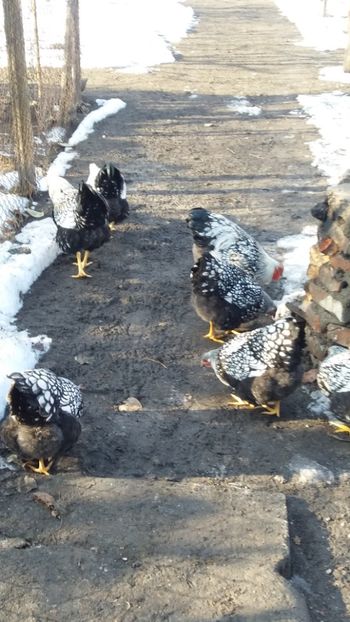  - Wiandotte argintiu 2019