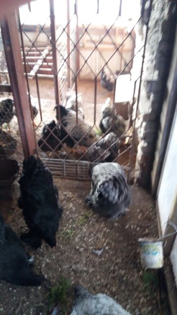  - Wiandotte argintiu 2019