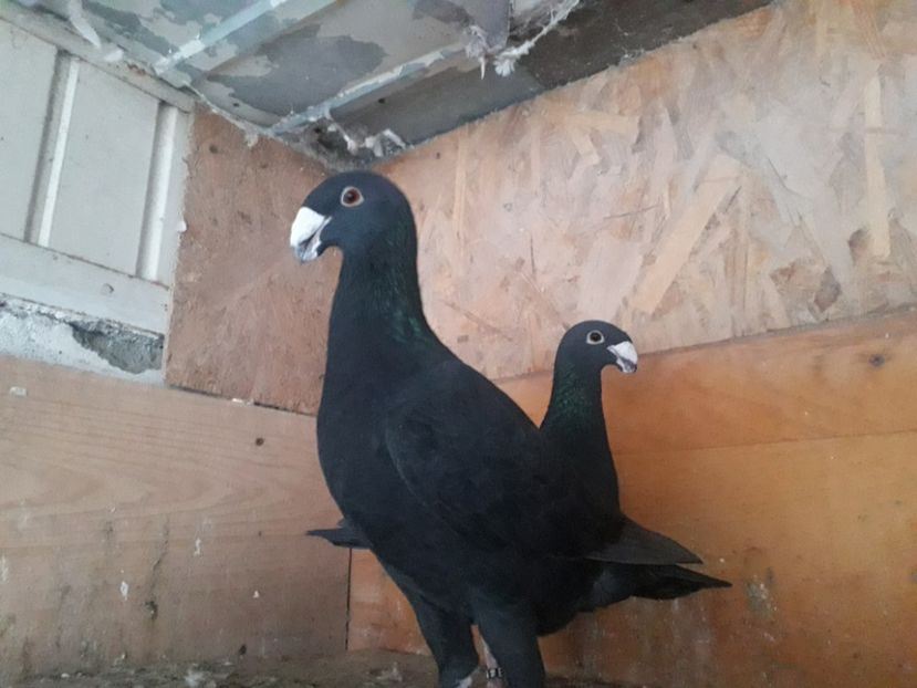  - Voiajori germani 2019 matca