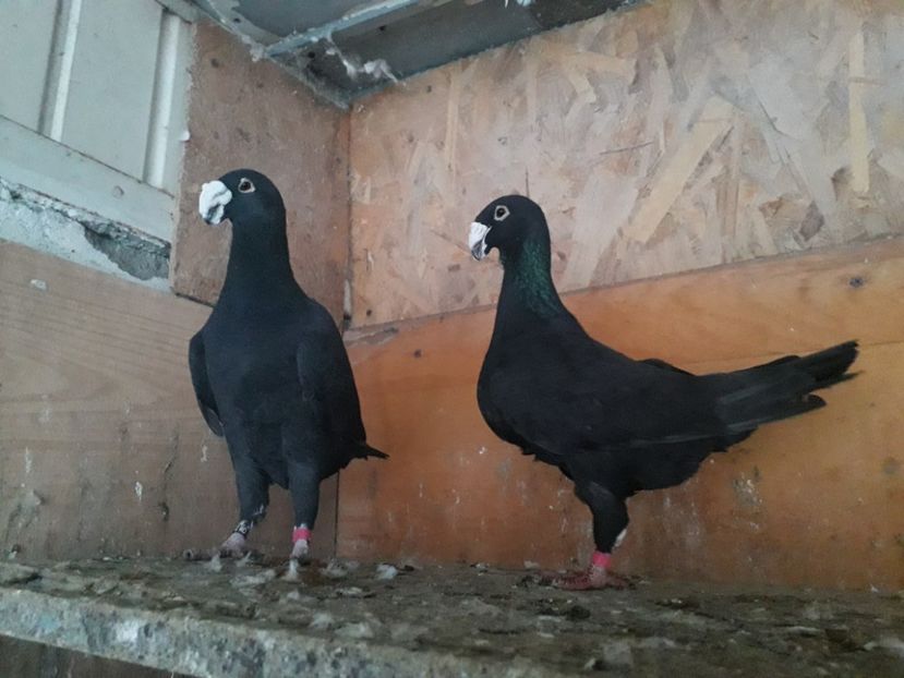  - Voiajori germani 2019 matca