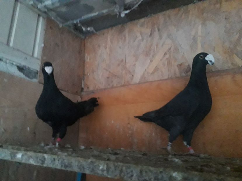  - Voiajori germani 2019 matca