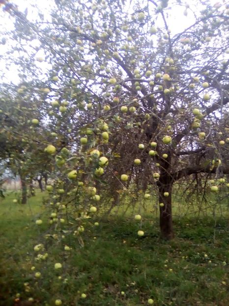  - 23- FRUCTE DIN GRADINA