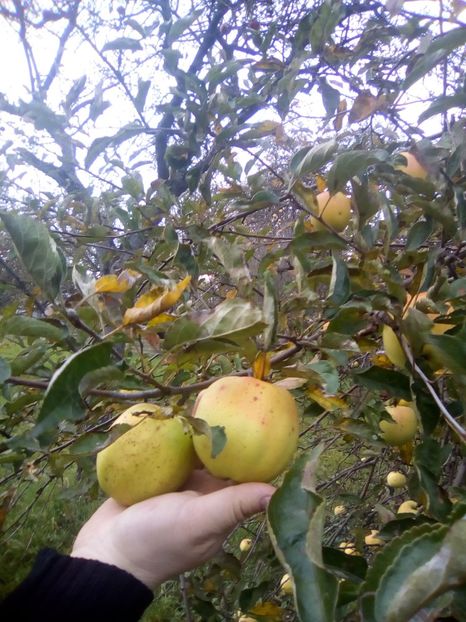  - 23- FRUCTE DIN GRADINA