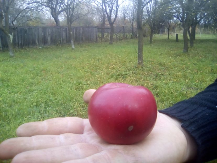  - 23- FRUCTE DIN GRADINA