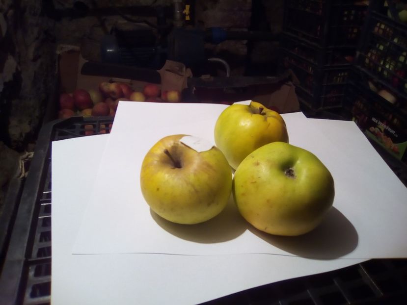  - 23- FRUCTE DIN GRADINA