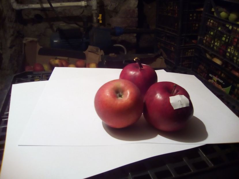  - 23- FRUCTE DIN GRADINA