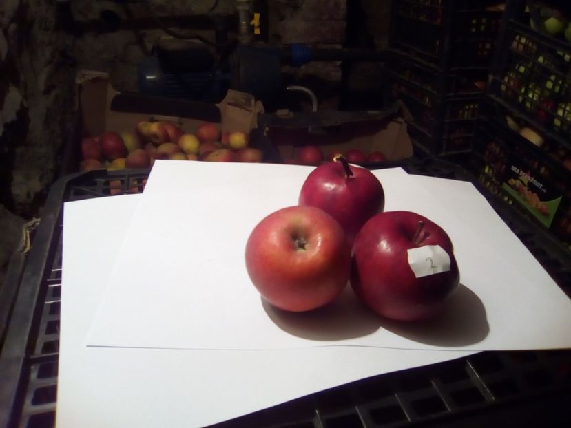  - 23- FRUCTE DIN GRADINA