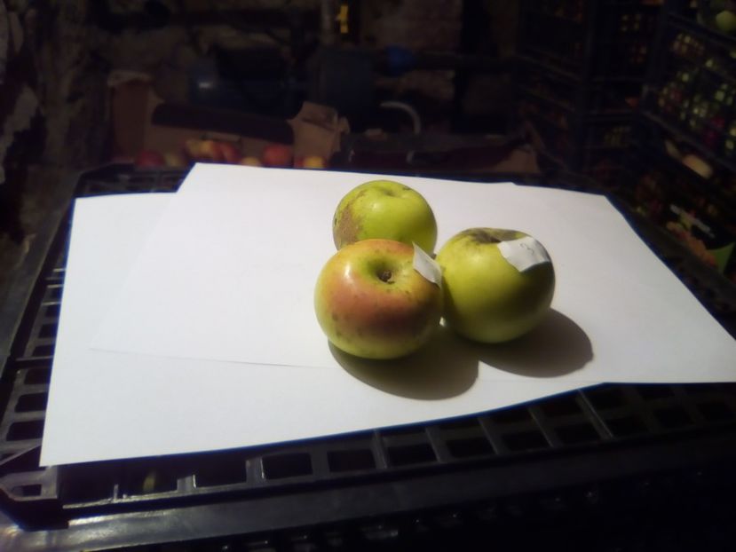  - 23- FRUCTE DIN GRADINA