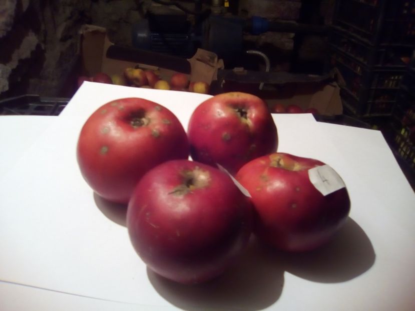  - 23- FRUCTE DIN GRADINA