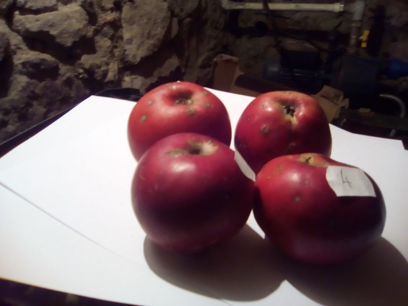  - 23- FRUCTE DIN GRADINA