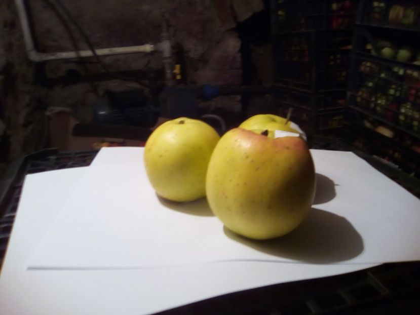  - 23- FRUCTE DIN GRADINA