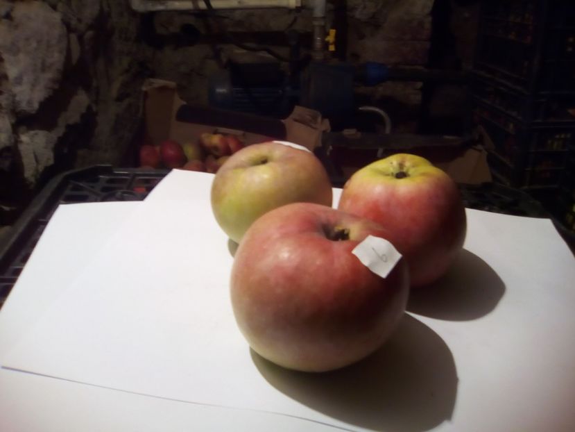  - 23- FRUCTE DIN GRADINA