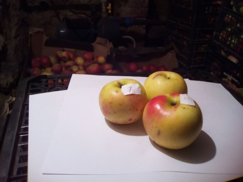  - 23- FRUCTE DIN GRADINA