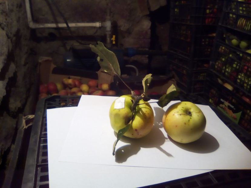  - 23- FRUCTE DIN GRADINA