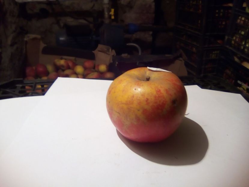  - 23- FRUCTE DIN GRADINA