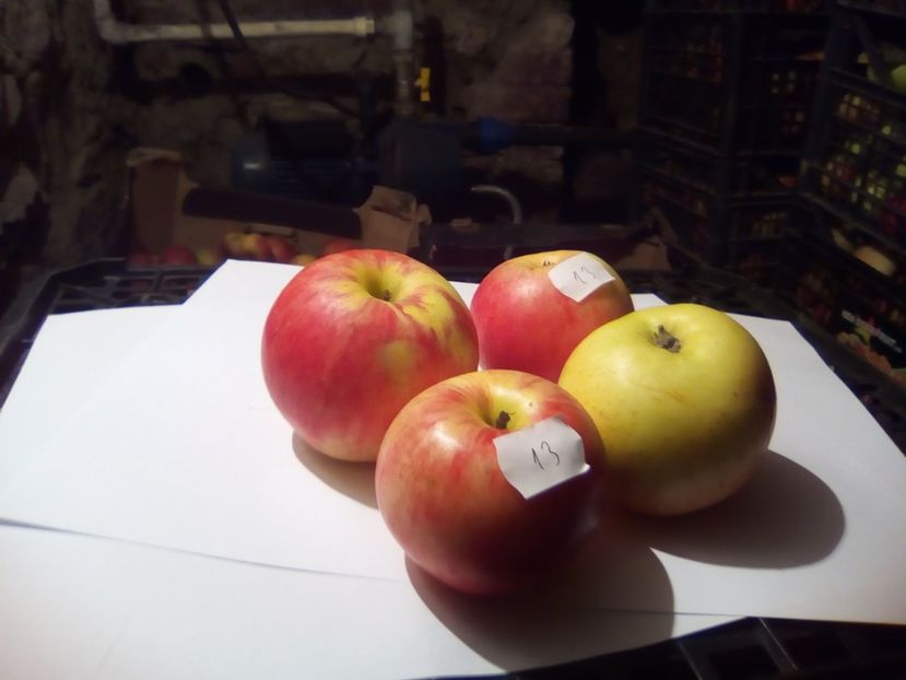  - 23- FRUCTE DIN GRADINA