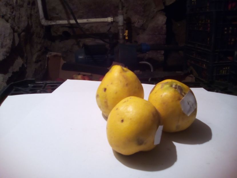  - 23- FRUCTE DIN GRADINA