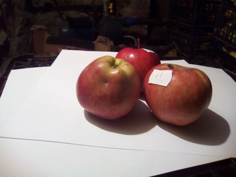  - 23- FRUCTE DIN GRADINA