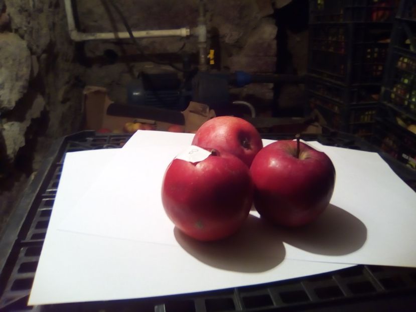  - 23- FRUCTE DIN GRADINA