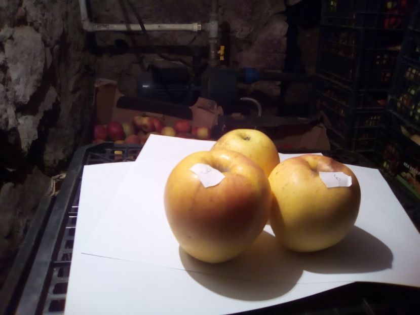  - 23- FRUCTE DIN GRADINA