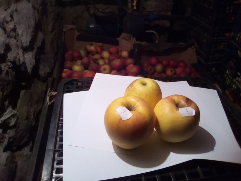  - 23- FRUCTE DIN GRADINA