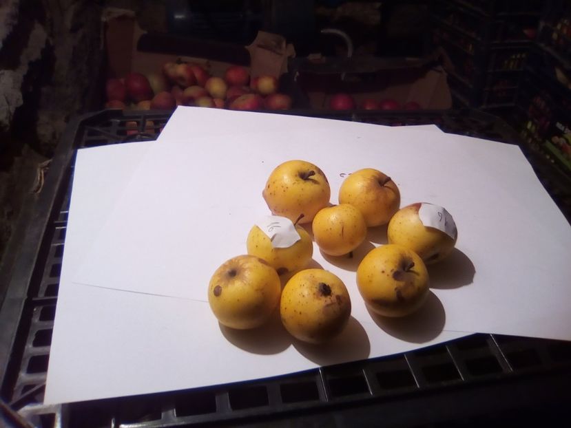  - 23- FRUCTE DIN GRADINA