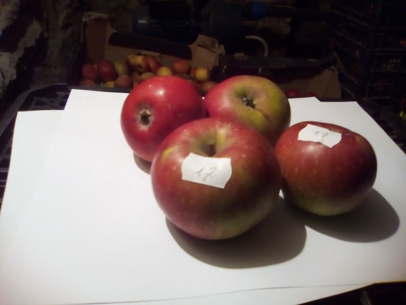  - 23- FRUCTE DIN GRADINA