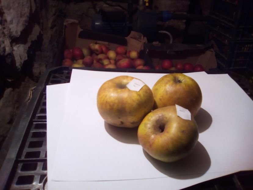  - 23- FRUCTE DIN GRADINA