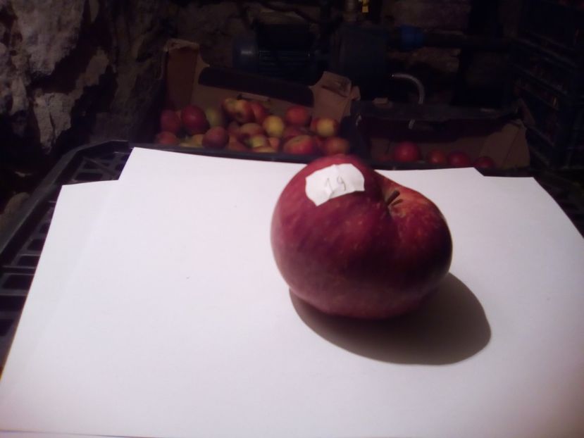  - 23- FRUCTE DIN GRADINA