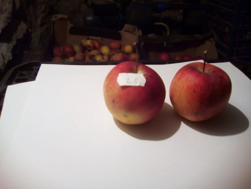  - 23- FRUCTE DIN GRADINA