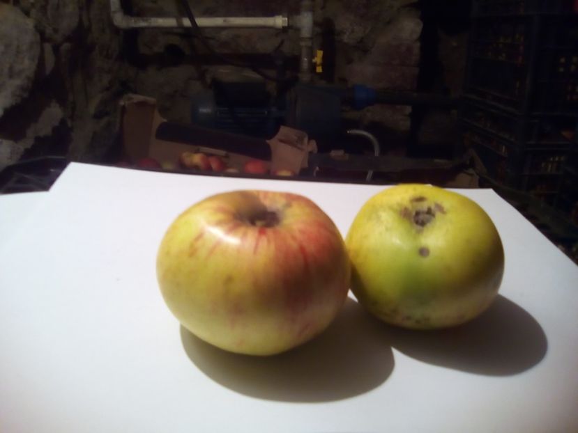  - 23- FRUCTE DIN GRADINA