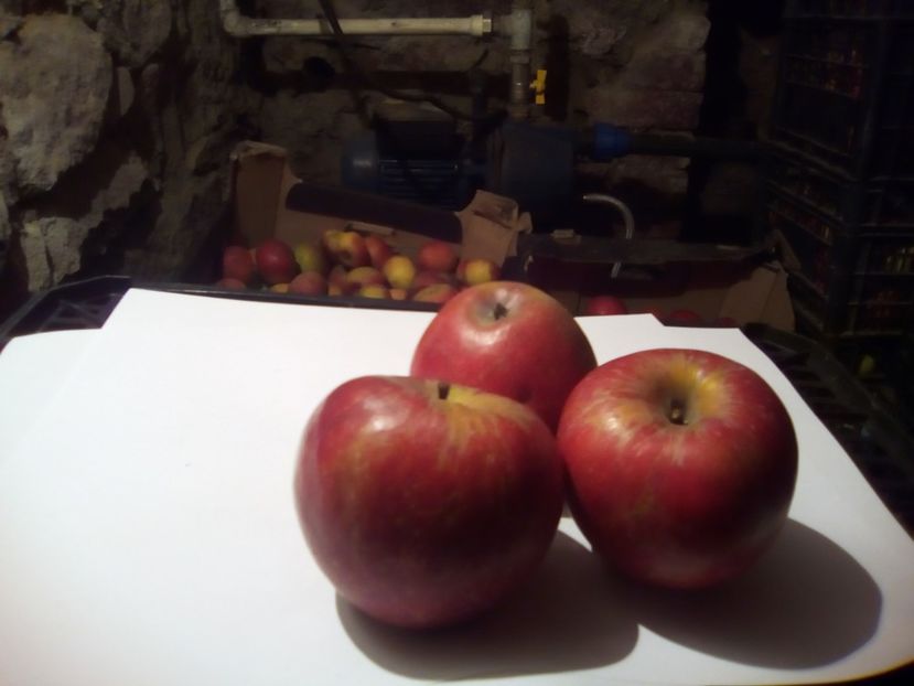  - 23- FRUCTE DIN GRADINA