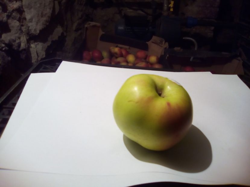  - 23- FRUCTE DIN GRADINA