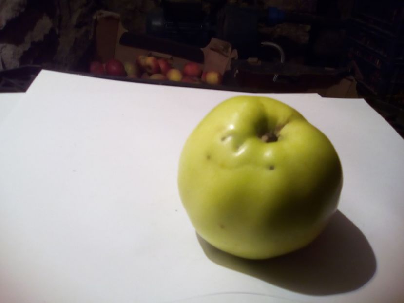  - 23- FRUCTE DIN GRADINA