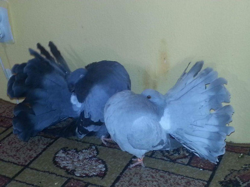 received_154785955018144 - Amintiri