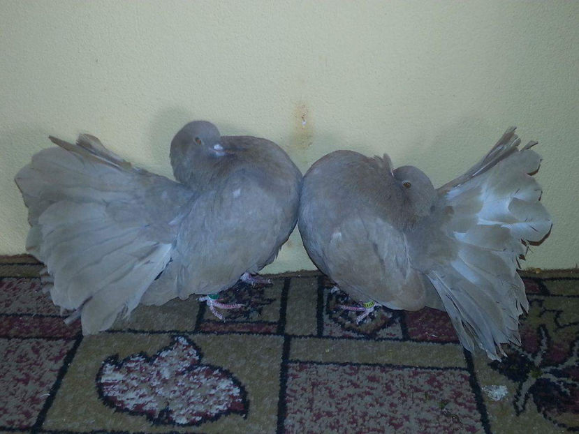 received_154785335018206 - Amintiri