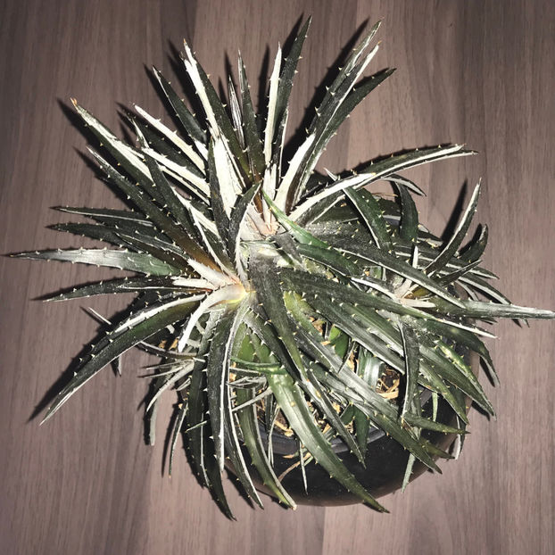 Dyckia - Plante de interior 2019