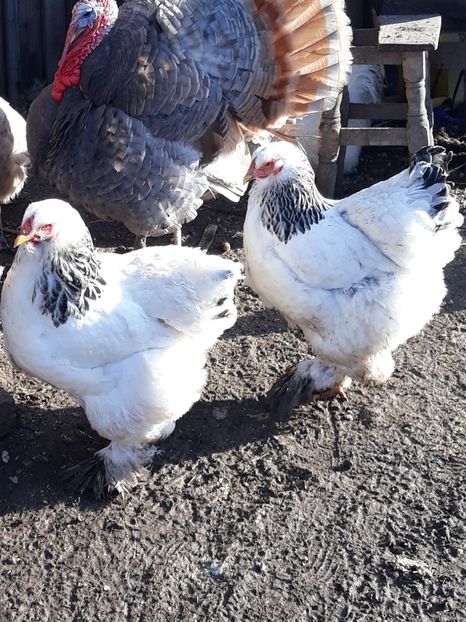  - brahma herminat deschis