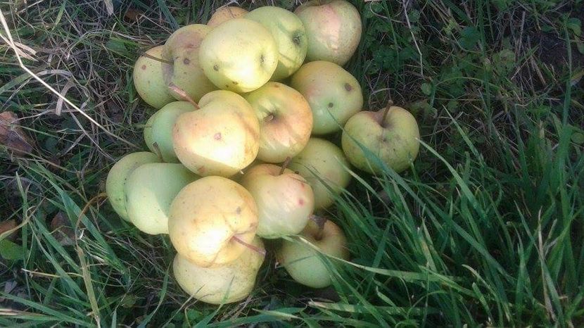 batur received_280882759088847 - 23- FRUCTE DIN GRADINA