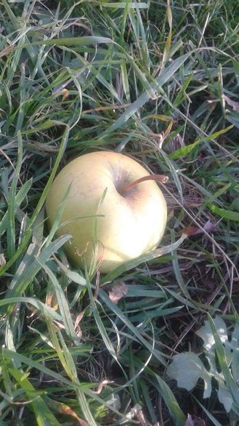 batur received_280882765755513 - 23- FRUCTE DIN GRADINA