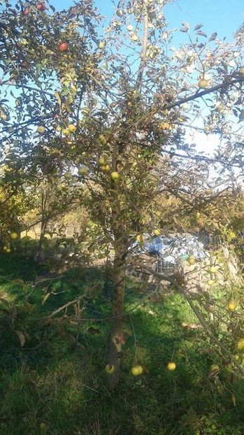 batur received_280882809088842 - 23- FRUCTE DIN GRADINA