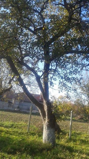 bőralma received_280882792422177 - 23- FRUCTE DIN GRADINA