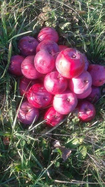 eperalma received_280882749088848 - 23- FRUCTE DIN GRADINA